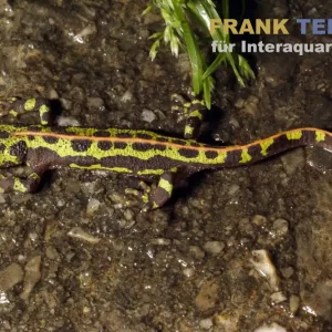 Südiberischer Rippenmolch, Triturus pygmaeus Must-Have